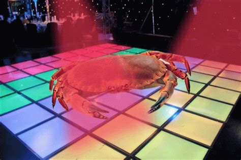 crab gif|crab dance gif.